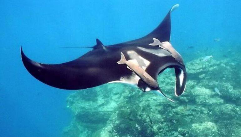 Korovou Eco Lodge Naviti Island Екстериор снимка